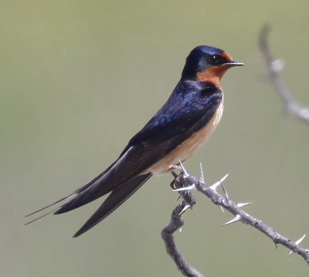Barn Swallows